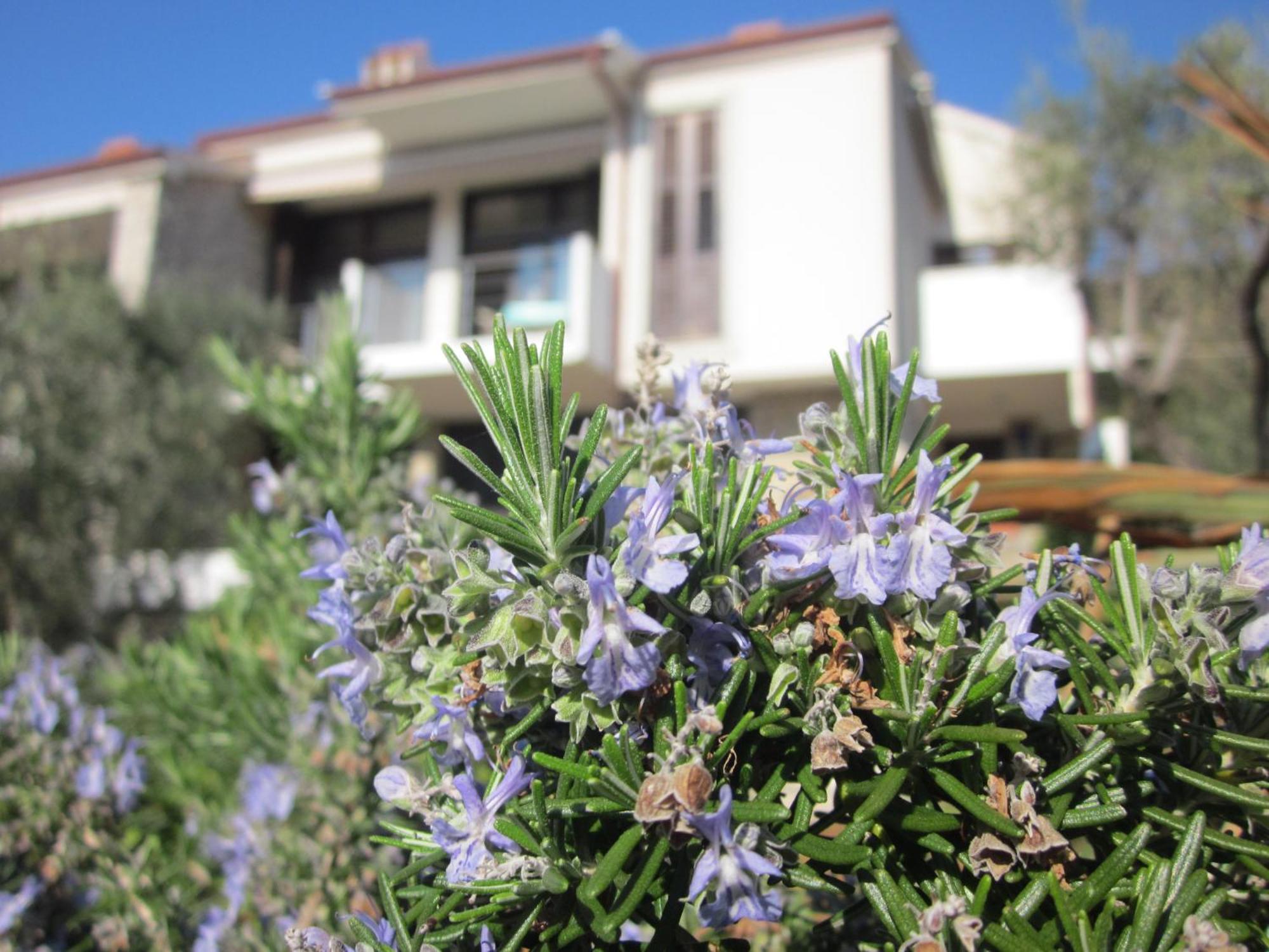 Apartments Palma & Pino Cres Εξωτερικό φωτογραφία